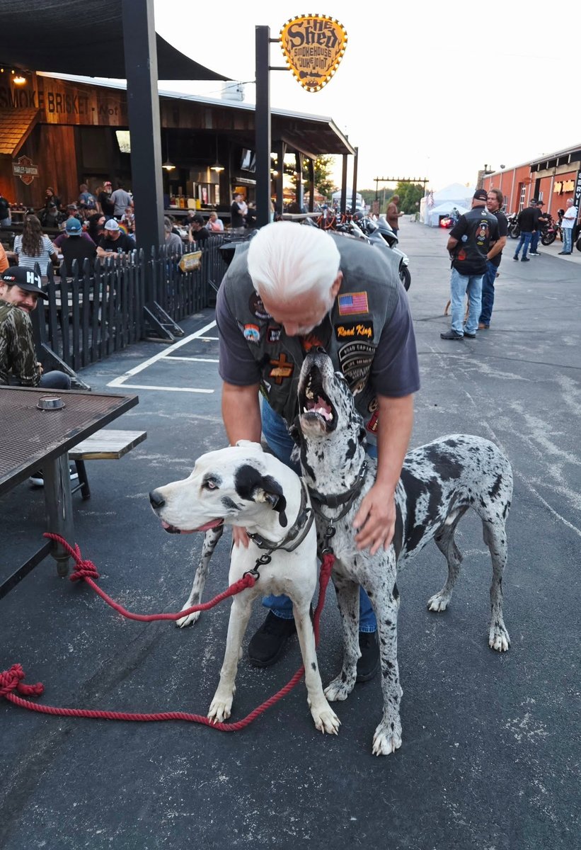 Tom Hughes greeting two Great Danes outside a biker bar